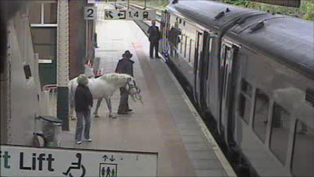 A man leading a horse on to the platform at Wrexham General train station