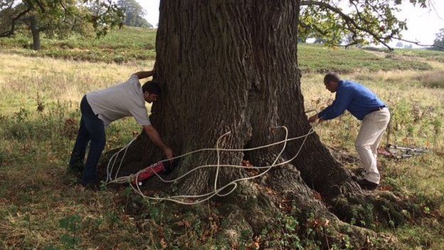 Tree injection