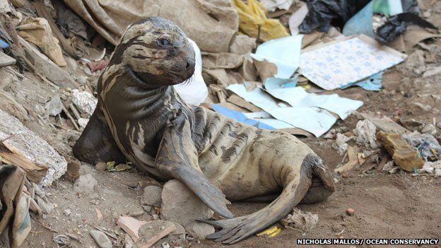 A sea lion in Lima, Peru, struggles to return to the water because of all the plastic on the beach