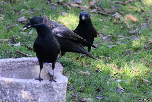 Crows at the birdbath