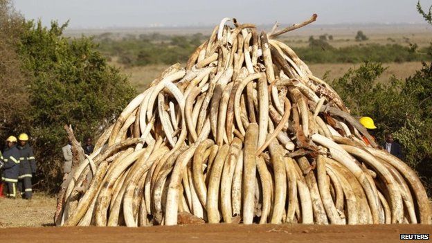 Ivory tusks in a pile waiting to be burned in Kenya - 3 March 2015