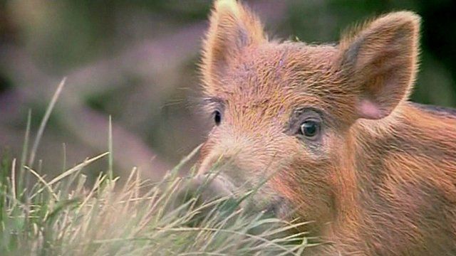 Wild boar