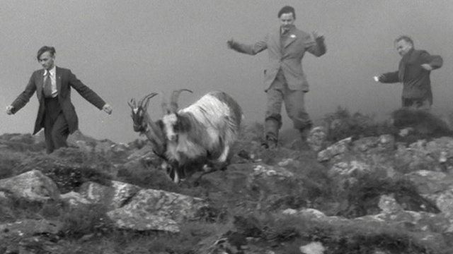 _84663941_goat.jpg
