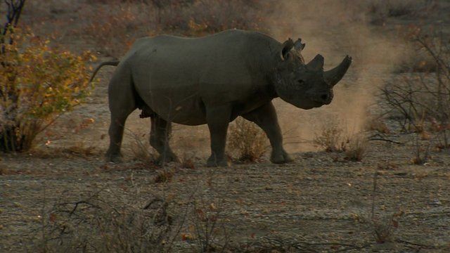 African Rhino