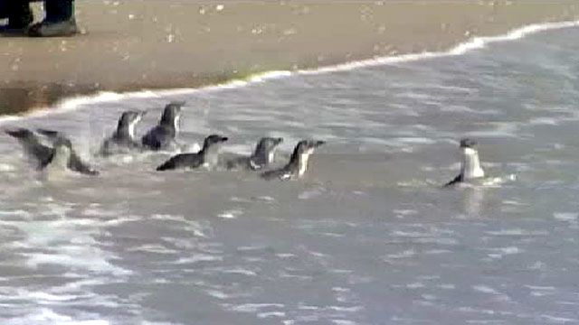 Little Blue penguins heading into the sea