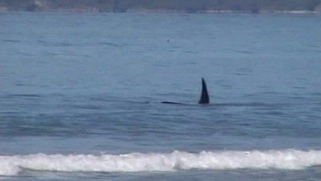Killer whale attacks sharks