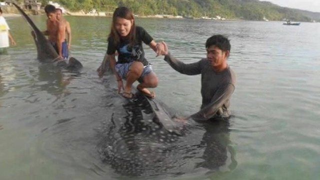 Girl tries to stand on whale shark