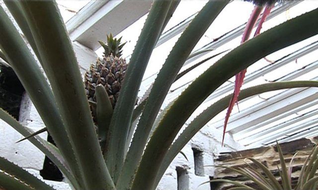 Pineapple plant at the Lost Gardens of Heligan