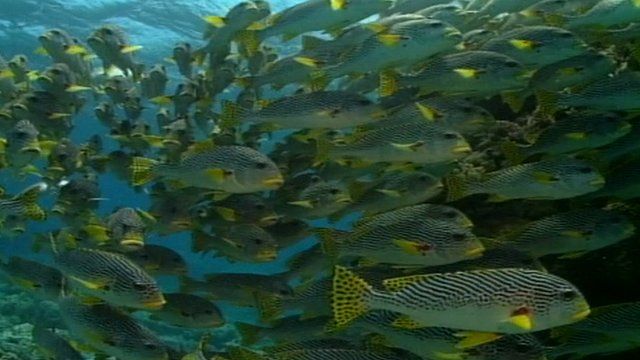 Fish