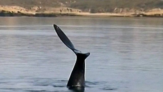 A right whale