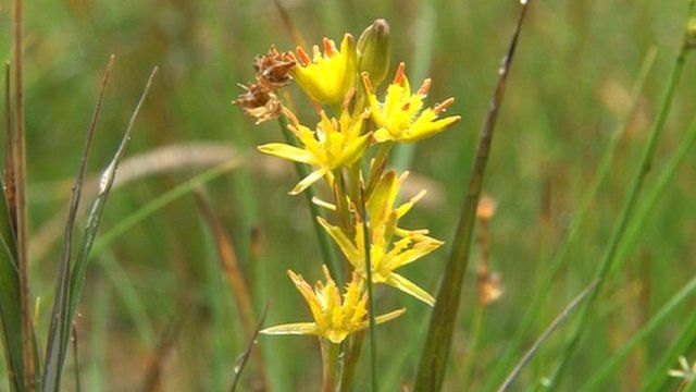 Yellow flower