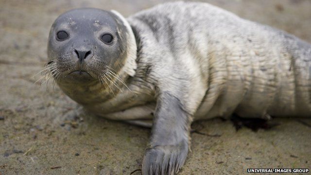 New England harbour seal pup