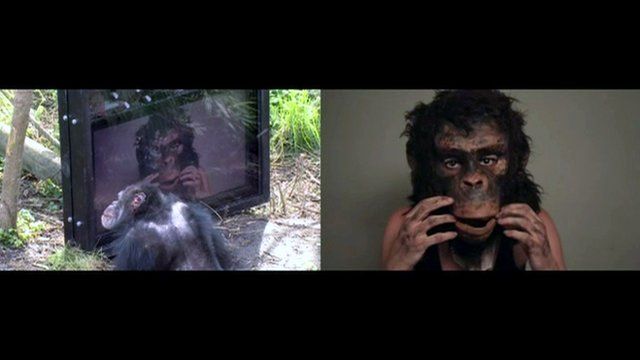 Chimp watching a film made for chimps