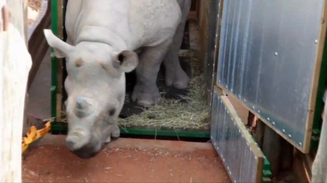 Black rhino