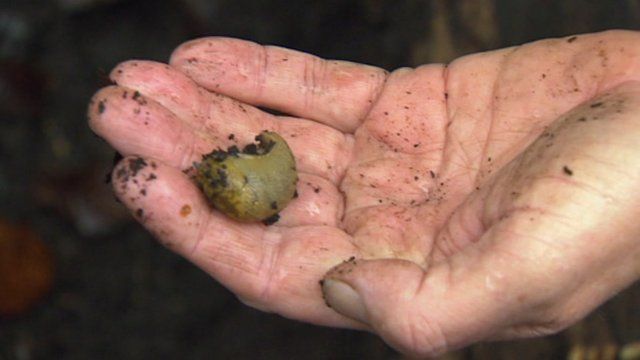 Slug
