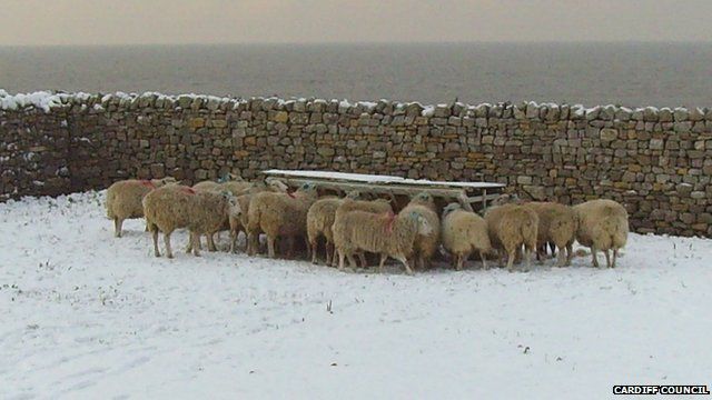 Sheep on Flat Holm - archive picture