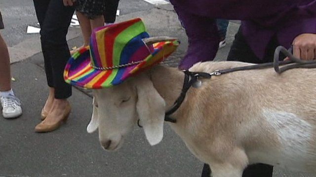 Gary the Goat