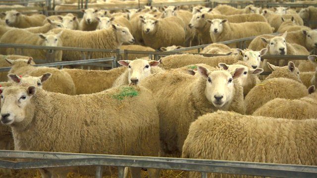 Sheep