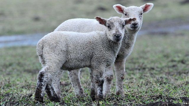 Lambs in field