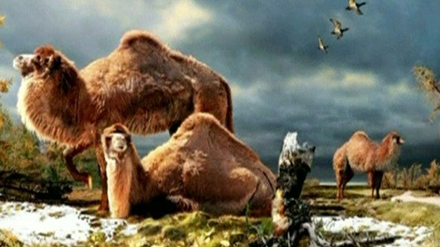 Arctic camel illustration