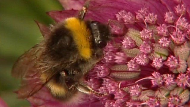 A bee