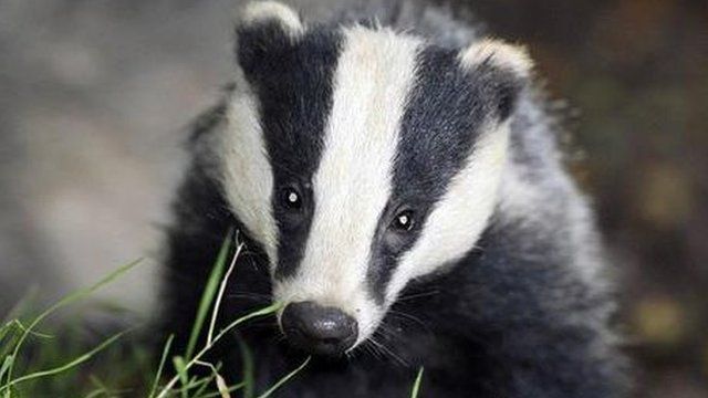 Badger