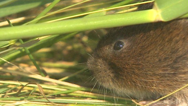 Water vole