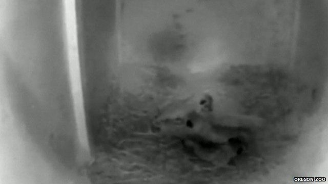Hidden camera captures lion cubs first moments