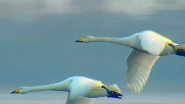 Swans
