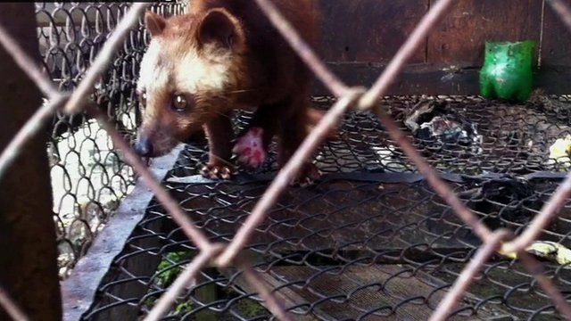 Caged civet cat