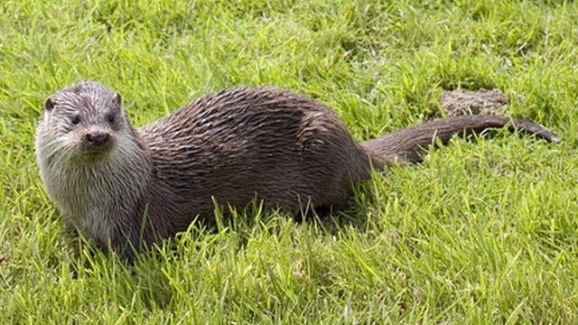 An otter
