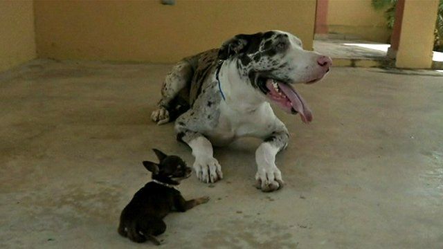 Miracle Milly with a Great Dane