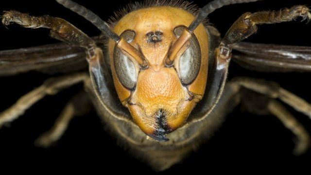 Asian giant hornet
