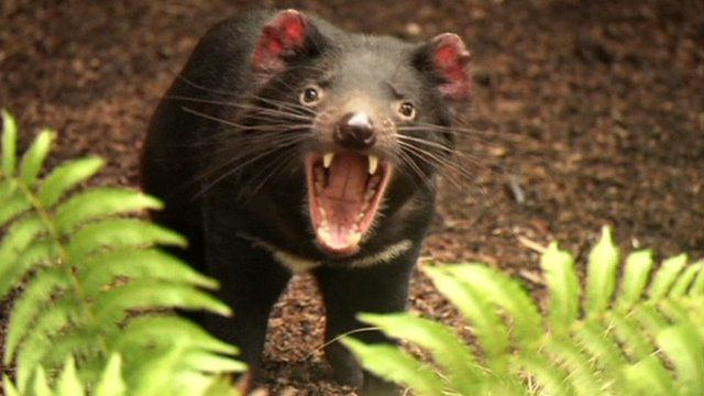 Tasmanian devil