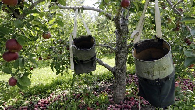 Apple tree with collecting sacks hanging from the branches