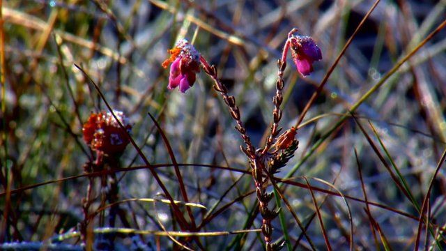 Flowers in a peat bog