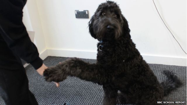 Noodle greeting a pupil