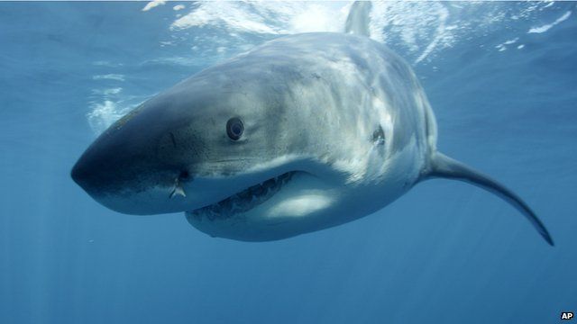 A great white shark swimming