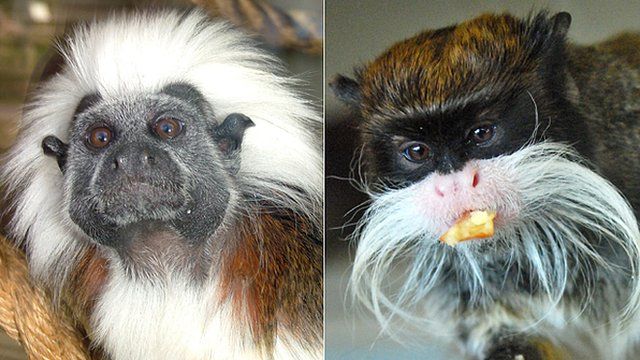 Cotton-top tamarin and emperor tamarin