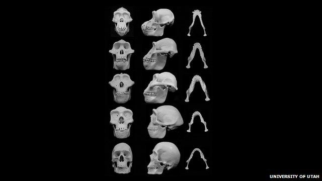 Facial bones evolving over time
