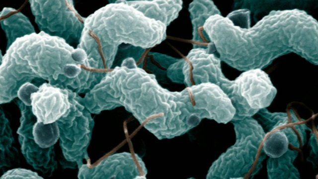 Campylobacter bacteria