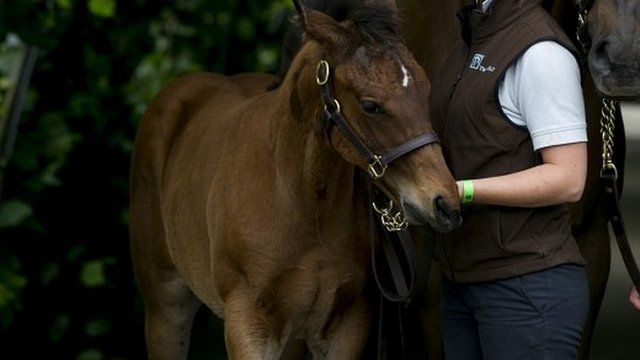 Frankel's foal