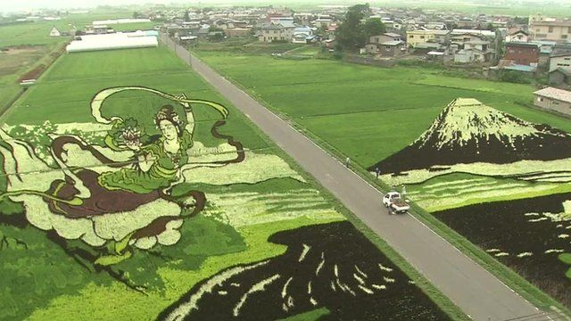 Paddy field with rice designs