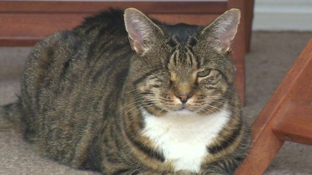 Nelson the cat