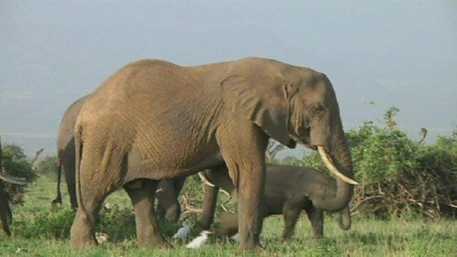 Between 2010 and 2013 Africa lost an average of 7% of its entire elephant population each year