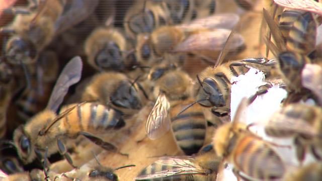 Glasgow bees