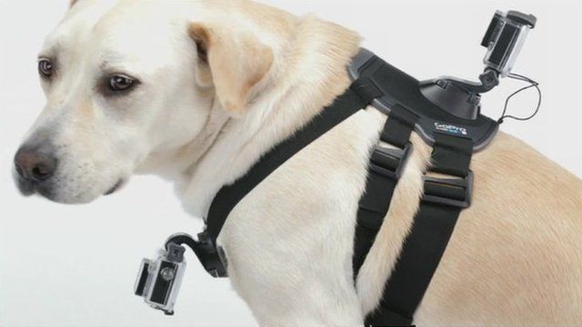 Dog wearing GoPro camera harness