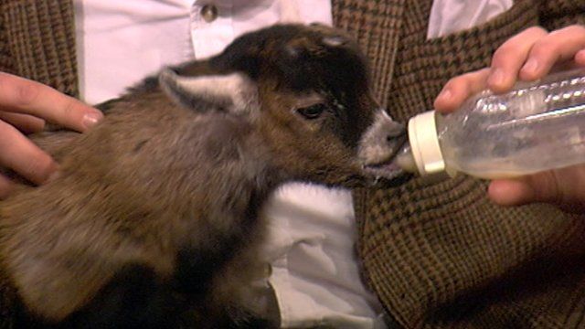Pygmy goat Benjamin