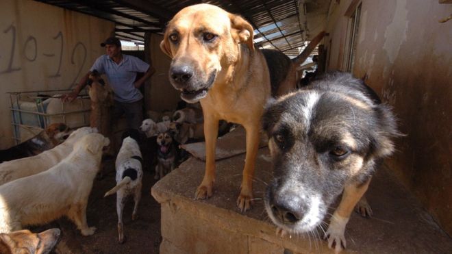 Dogs at rescue home in Beirut