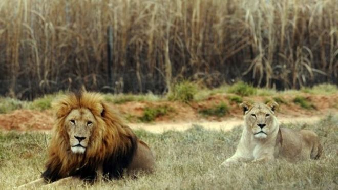 தென் ஆப்ரிக்க சஃபாரி